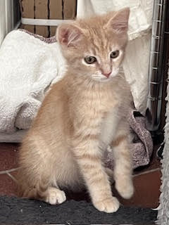Kitten Tango