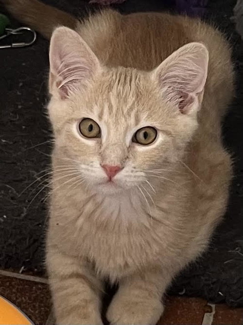 Kitten Tango photo 2