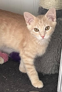 Kitten Tango photo 3