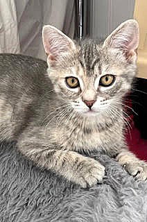 Kitten Marlo
