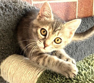 Kitten Marlo photo 2