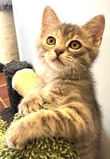Kitten Marlo photo 3