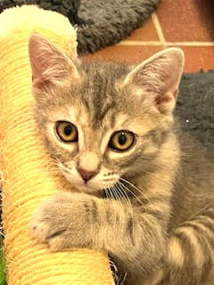 Kitten Marlo photo 4
