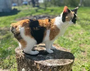 Kitten Snickers - bobtail