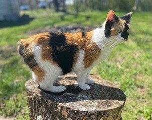 Kitten Snickers