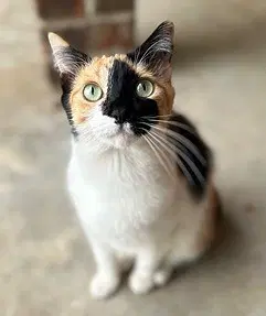 Kitten Snickers image 3