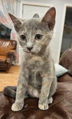 Kitten London
