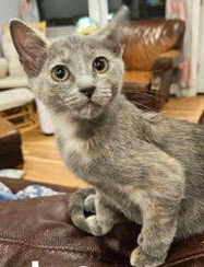 Kitten London photo 2