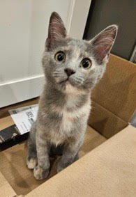Kitten Paris