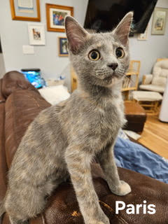 Kitten Paris photo 2