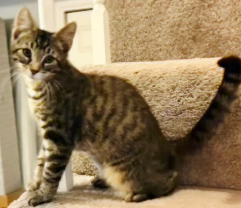 Kitten Handsome Steve image 2