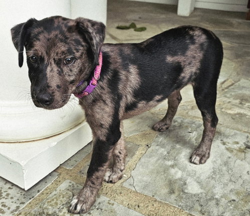Puppy Catalina