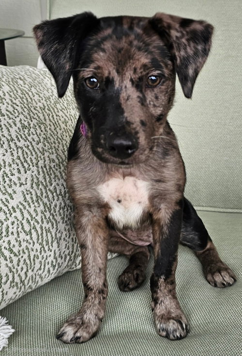 Puppy Catalina photo 2