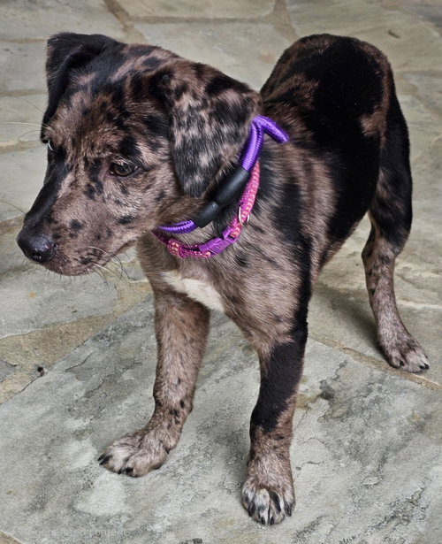 Puppy Catalina photo 3