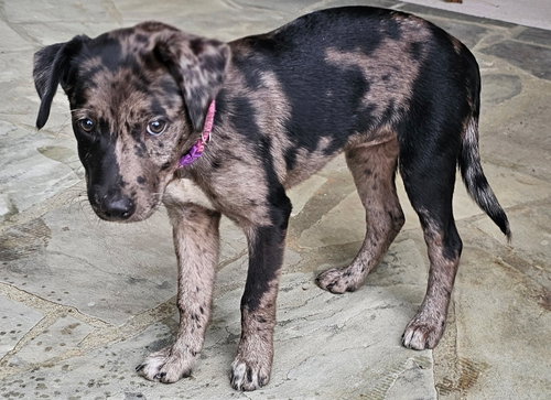 Puppy Catalina photo 4