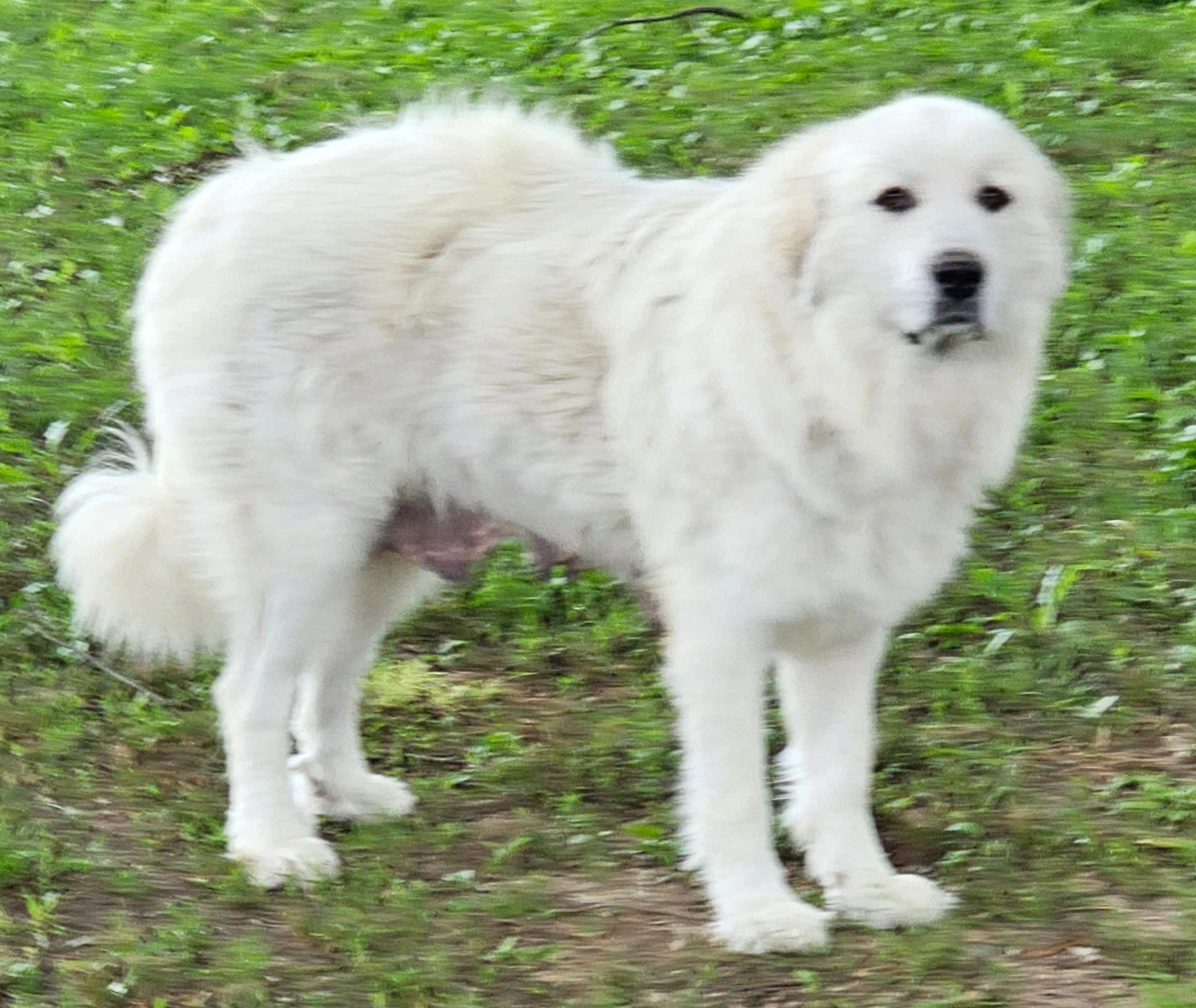 Lady Anne