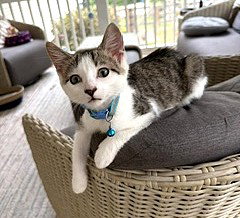 Kitten Loveable Lenny