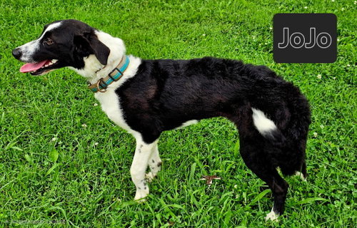 Jojo photo 4