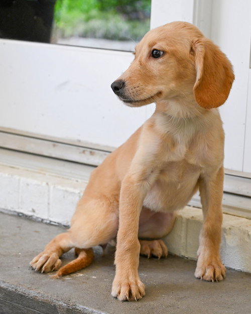 Puppy Hattie photo 3