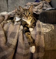 Bonkers  Dottie - Bonded Pair