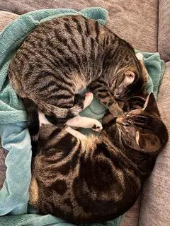 Bonkers  Dottie - Bonded Pair image 3