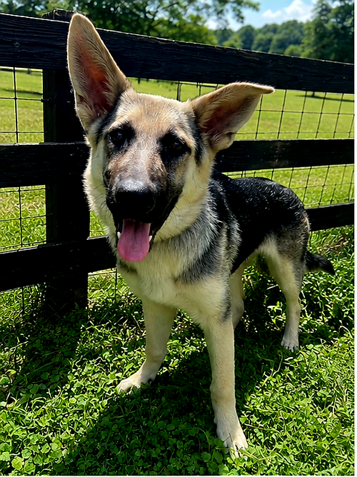 PUPPY RAQUEL