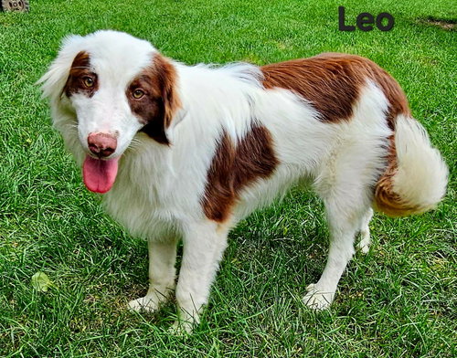 Leo photo 4