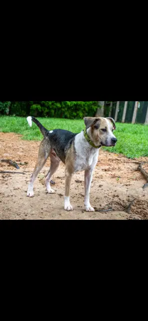 Max - Hound