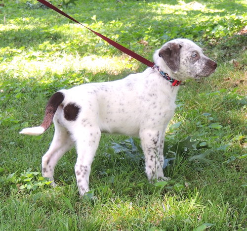 Puppy Outgoing Oakley photo 3
