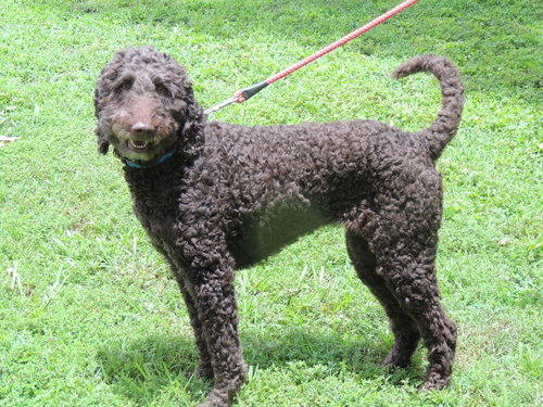Kizzi Goldendoodle