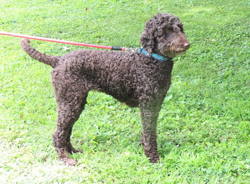 Kizzi Goldendoodle photo 2