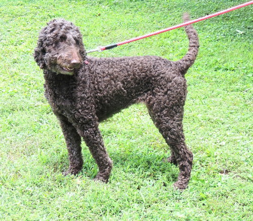 Kizzi Goldendoodle photo 3