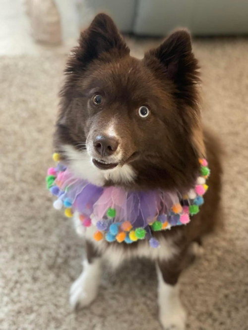 Hazel