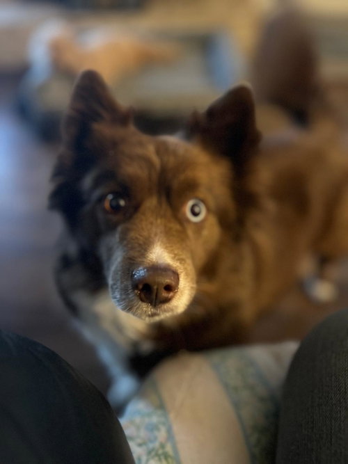 Hazel photo 2