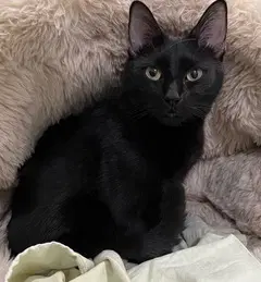 Little Love - Domestic Short Hair