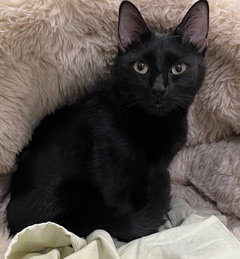 picture of the cat needing adoption