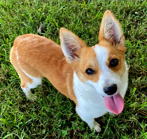 Delightful Daisy Di