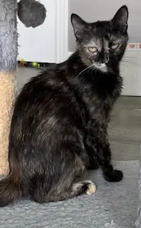 Kitty Cass - Tortoiseshell