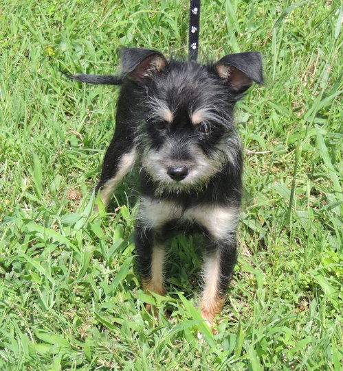 Puppy Bennie photo 2
