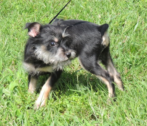 Puppy Bennie photo 3
