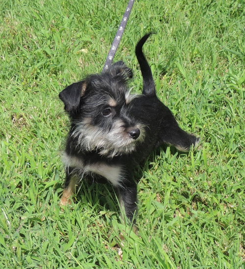 Puppy Bennie photo 4