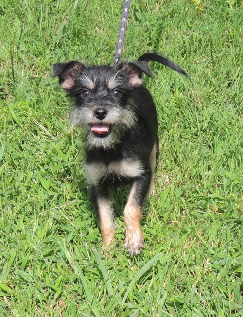 PUPPY BENNIE