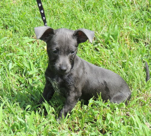Puppy Shelby photo 2