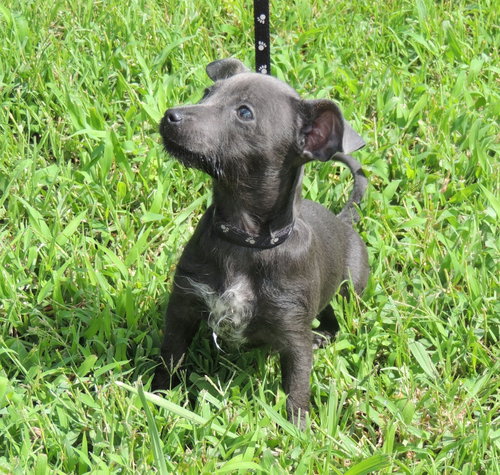 Puppy Shelby