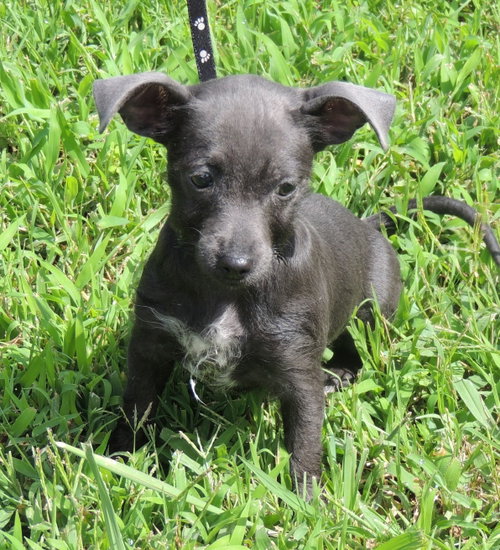 Puppy Shelby photo 3