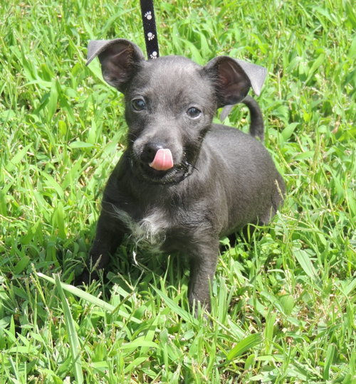 Puppy Shelby photo 4