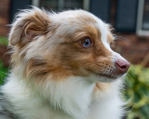 Mini Pearl photo 2