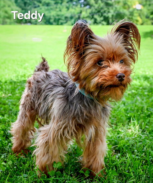 Tiny Teddy