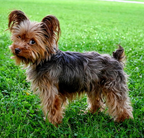 Tiny Teddy photo 2