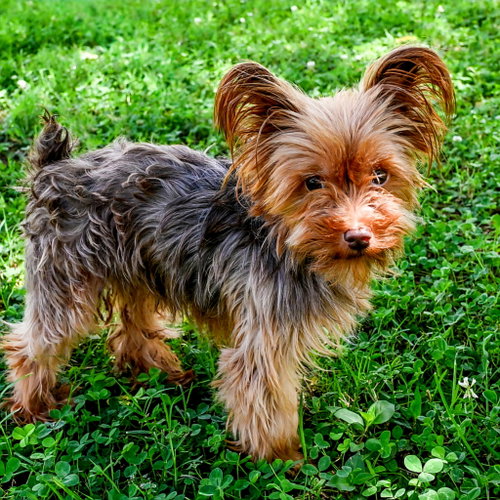 Tiny Teddy photo 3